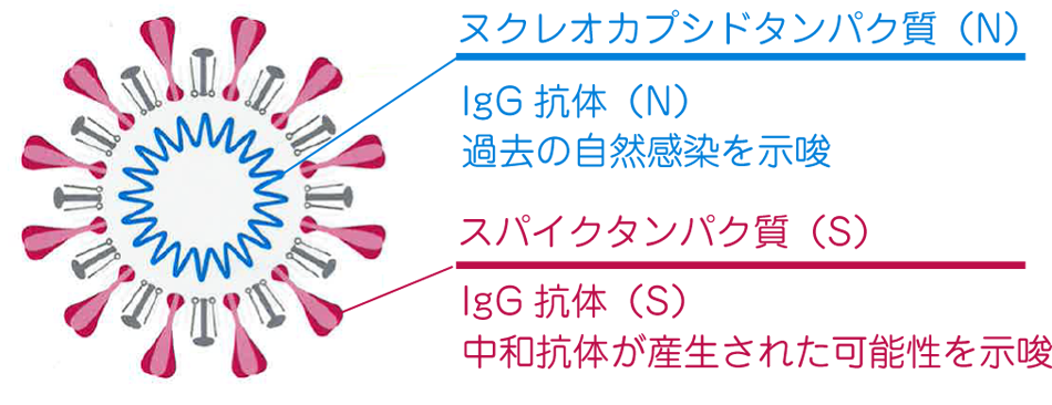 新型コロナウイルスの構造